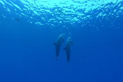 Gan Island Dive Centre - Maldives. Dolphins. 